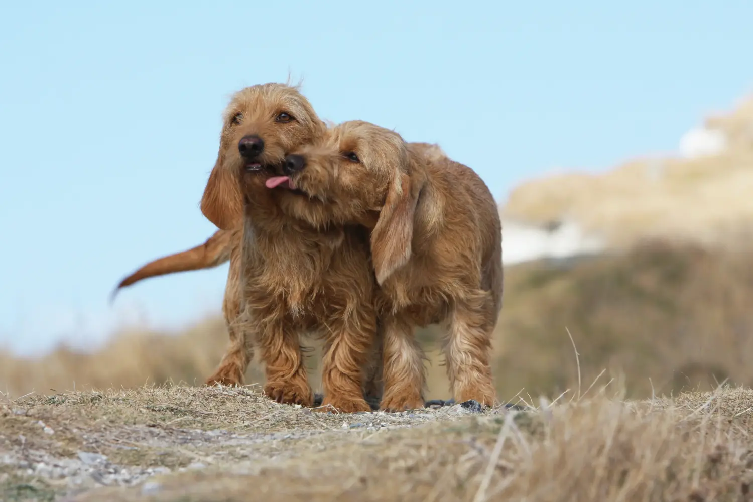 Bir Basset fauve de Bretagne yavrusu satın almak sorumluluk almak demektir! Satılık Basset fauve de Bretagne yavruları.