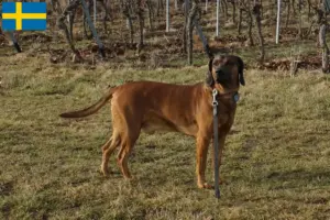 Read more about the article İsveç’te Bavyera Dağ Köpeği yetiştiricileri ve köpek yavruları