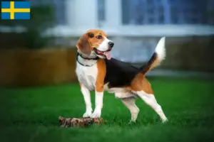 Read more about the article İsveç’te Beagle yetiştiricileri ve yavru köpekler