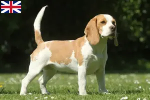 Read more about the article Büyük Britanya’daki Beagle yetiştiricileri ve yavru köpekler
