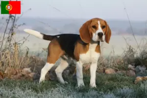 Read more about the article Portekiz’deki Beagle yetiştiricileri ve köpek yavruları