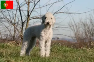 Read more about the article Portekiz’de Bedlington Terrier yetiştiricileri ve köpek yavruları