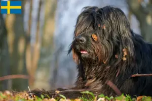 Read more about the article İsveç’te Bergamasker Çoban Köpeği Yetiştiricisi ve Yavruları