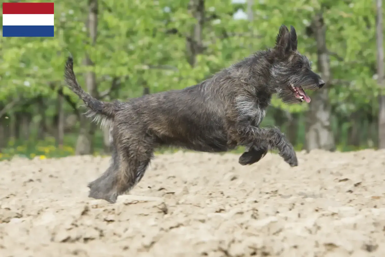 Read more about the article Hollanda’daki Berger de Picardie yetiştiricileri ve köpek yavruları