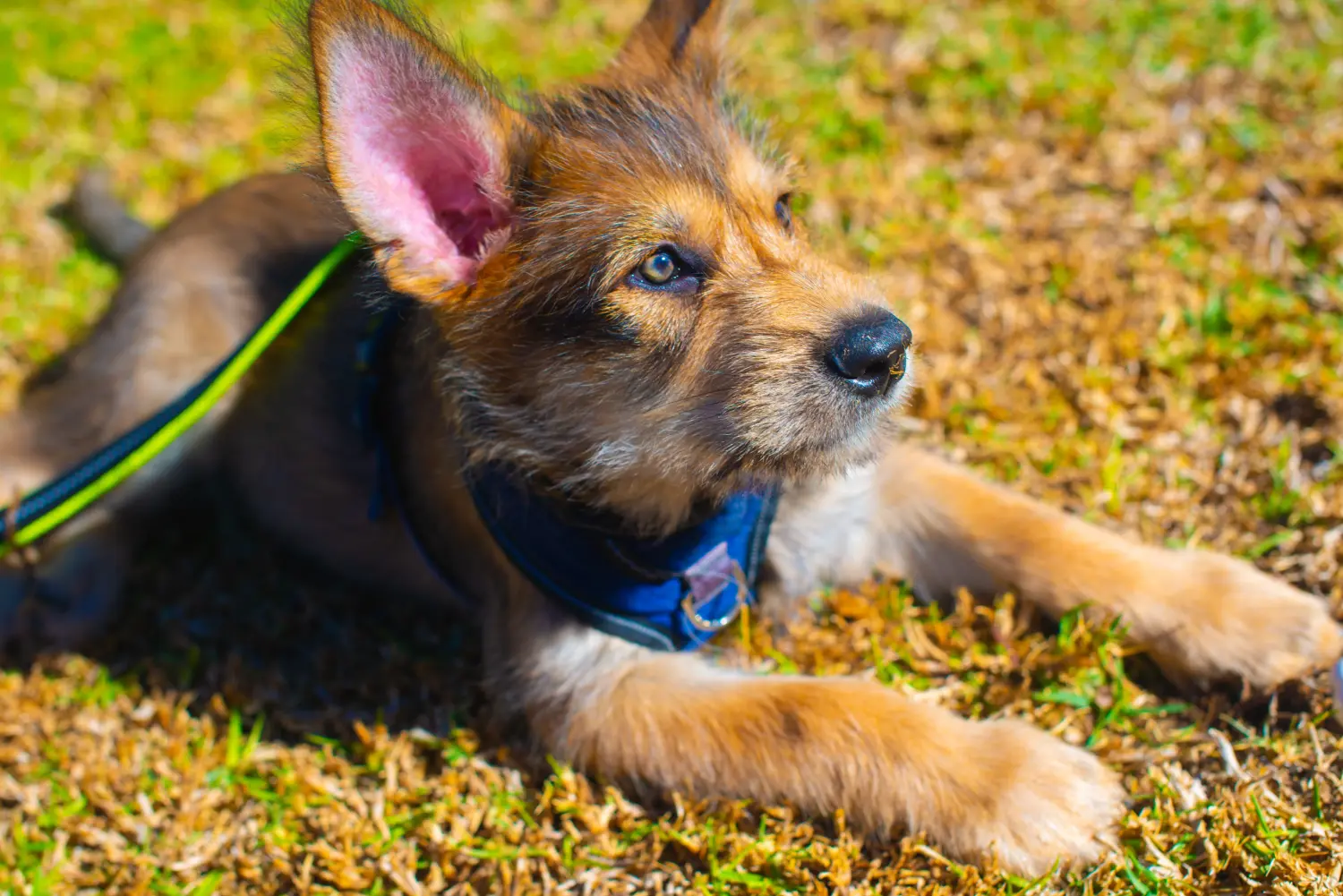 Bir Berger de Picardie yavru köpeği satın almak sorumluluk almak demektir! Berger de Picardie yavru köpekleri satın alın.