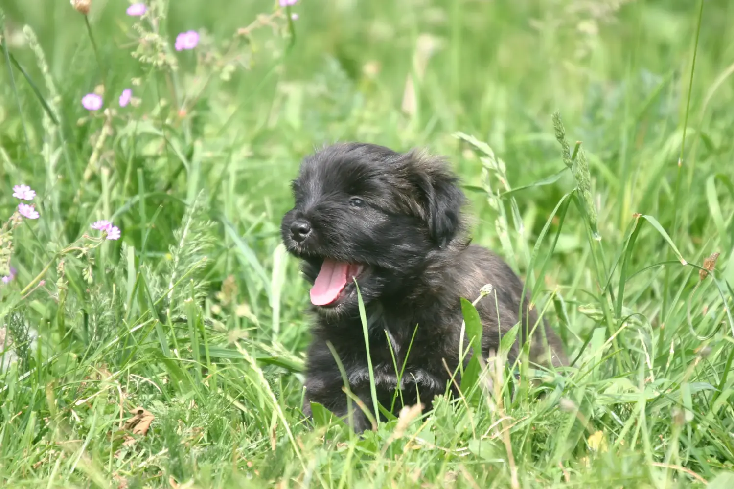 Bir Berger des Pyrenees yavrusu satın almak sorumluluk almak demektir! Berger des Pyrenees yavru köpekleri satın alın.