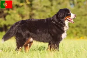 Read more about the article Portekiz’de Bernese Dağ Köpeği Yetiştiricisi ve Yavruları