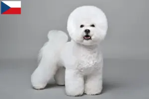 Read more about the article Çek Cumhuriyeti’nde Bichon Frisé yetiştiricileri ve yavru köpekler