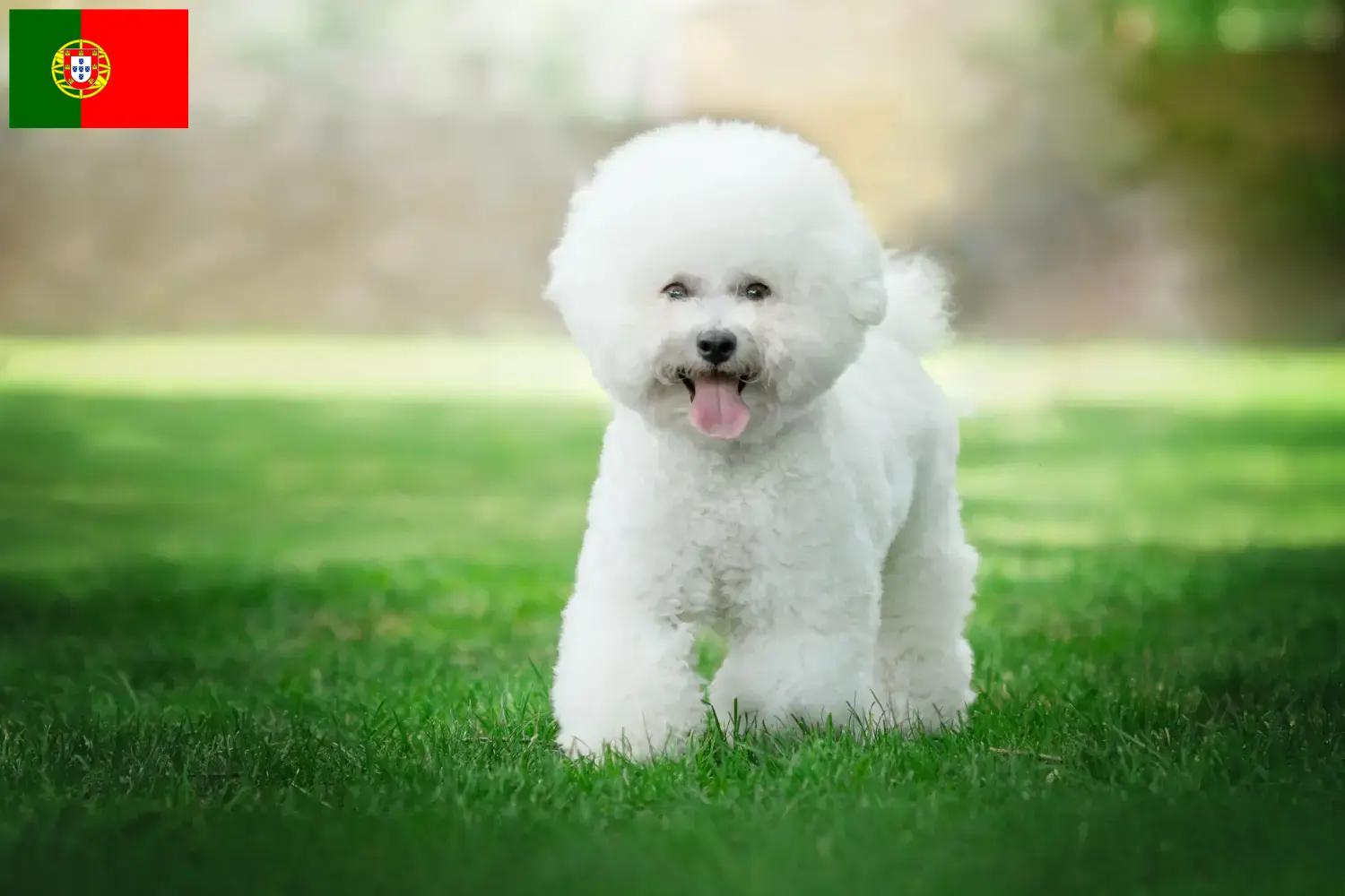 Read more about the article Portekiz’de Bichon Frisé yetiştiricileri ve köpek yavruları