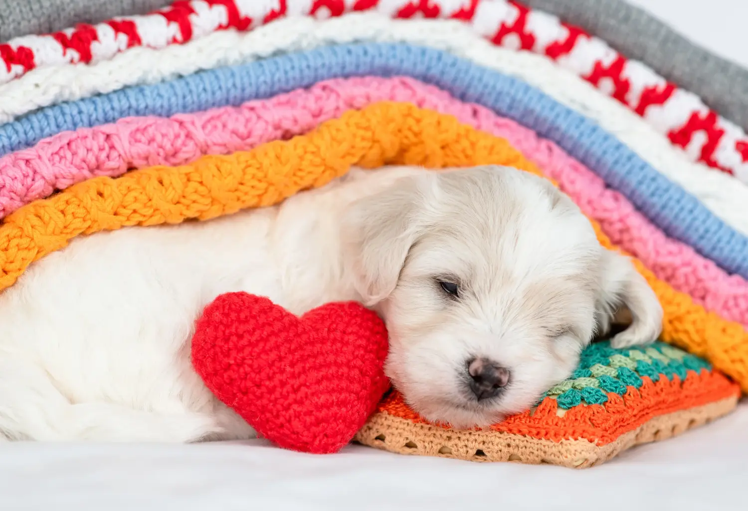 Bir Bichon Frisé yavrusu satın almak sorumluluk almak demektir! Bichon Frisé yavru köpek satın alın.