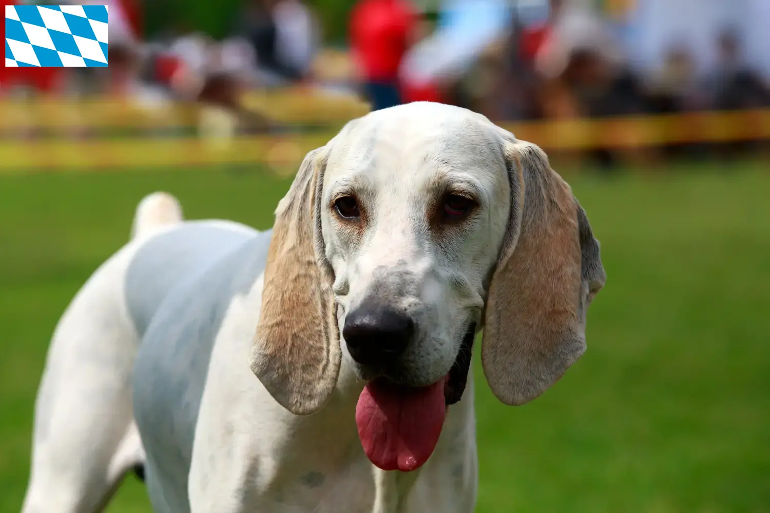 Read more about the article Bavyera’da Billy yetiştiricileri ve köpek yavruları