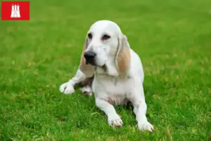 Read more about the article Hamburg’da Billy yetiştiricisi ve köpek yavruları