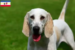 Read more about the article Mecklenburg-Vorpommern’de Billy yetiştiricileri ve köpek yavruları