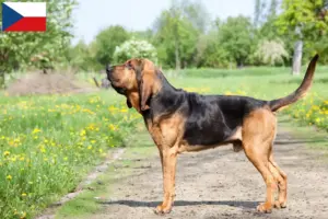 Read more about the article Çek Cumhuriyeti’ndeki Bloodhound yetiştiricileri ve yavru köpekler