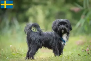 Read more about the article İsveç’te Bolonka Zwetna yetiştiricileri ve köpek yavruları