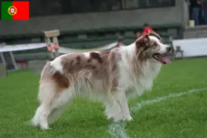 Read more about the article Portekiz’de Border Collie yetiştiricileri ve köpek yavruları