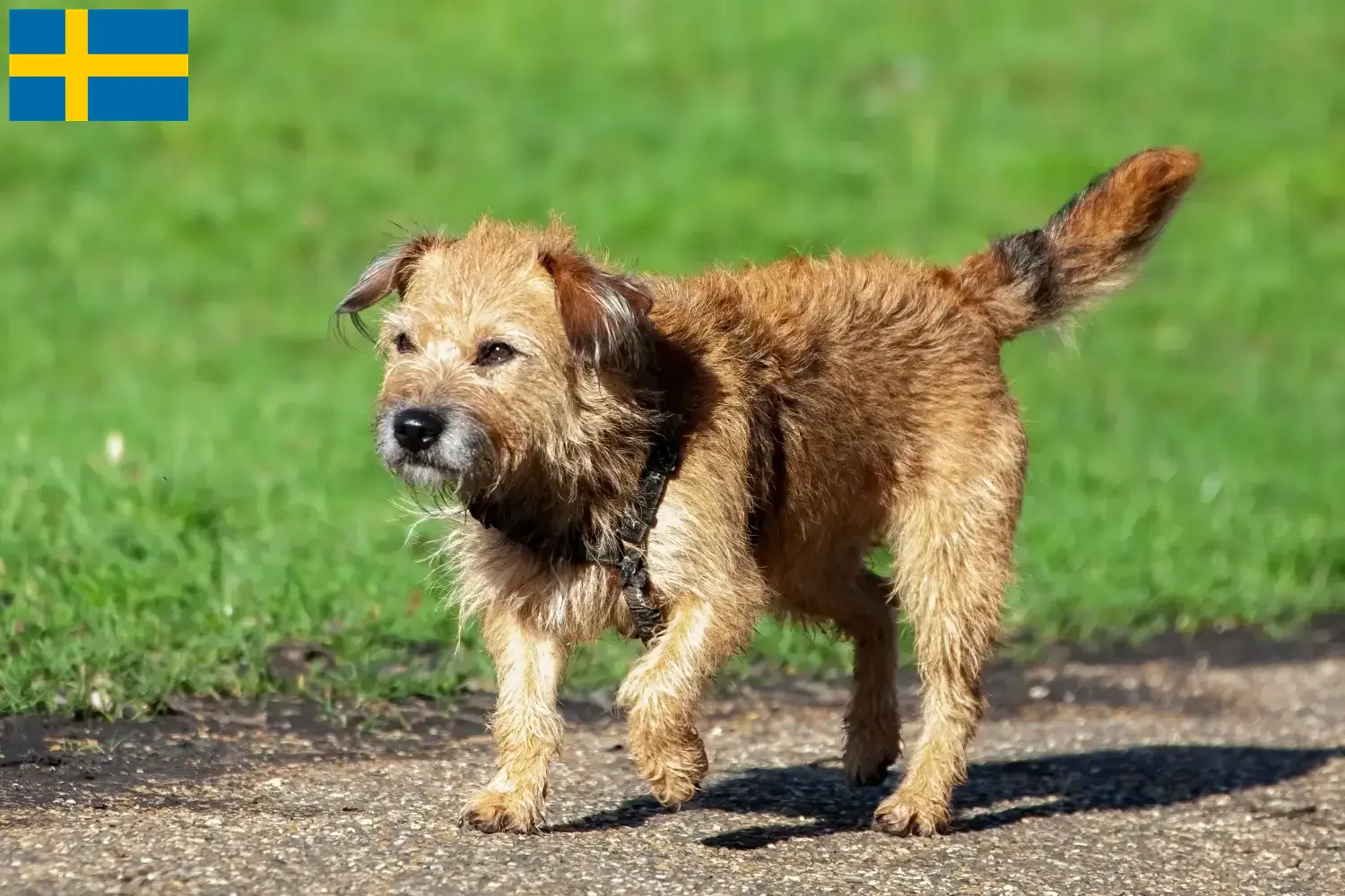 Read more about the article İsveç’te Border Terrier yetiştiricileri ve köpek yavruları