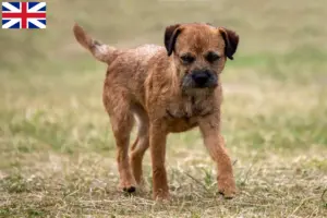 Read more about the article Büyük Britanya’da Border Terrier yetiştiricileri ve yavru köpekler