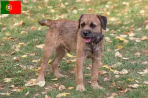 Read more about the article Portekiz’de Border Terrier yetiştiricileri ve köpek yavruları