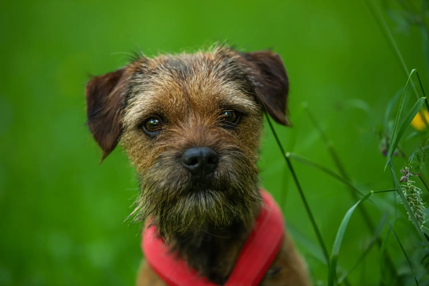 Bir Border Terrier yavrusu satın almak sorumluluk almak demektir! Border Terrier yavruları satın alın.