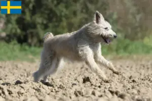 Read more about the article İsveç’te Bouvier des Ardennes yetiştiricileri ve köpek yavruları