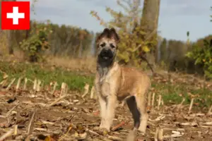 Read more about the article İsviçre’deki Bouvier des Ardennes yetiştiricileri ve köpek yavruları