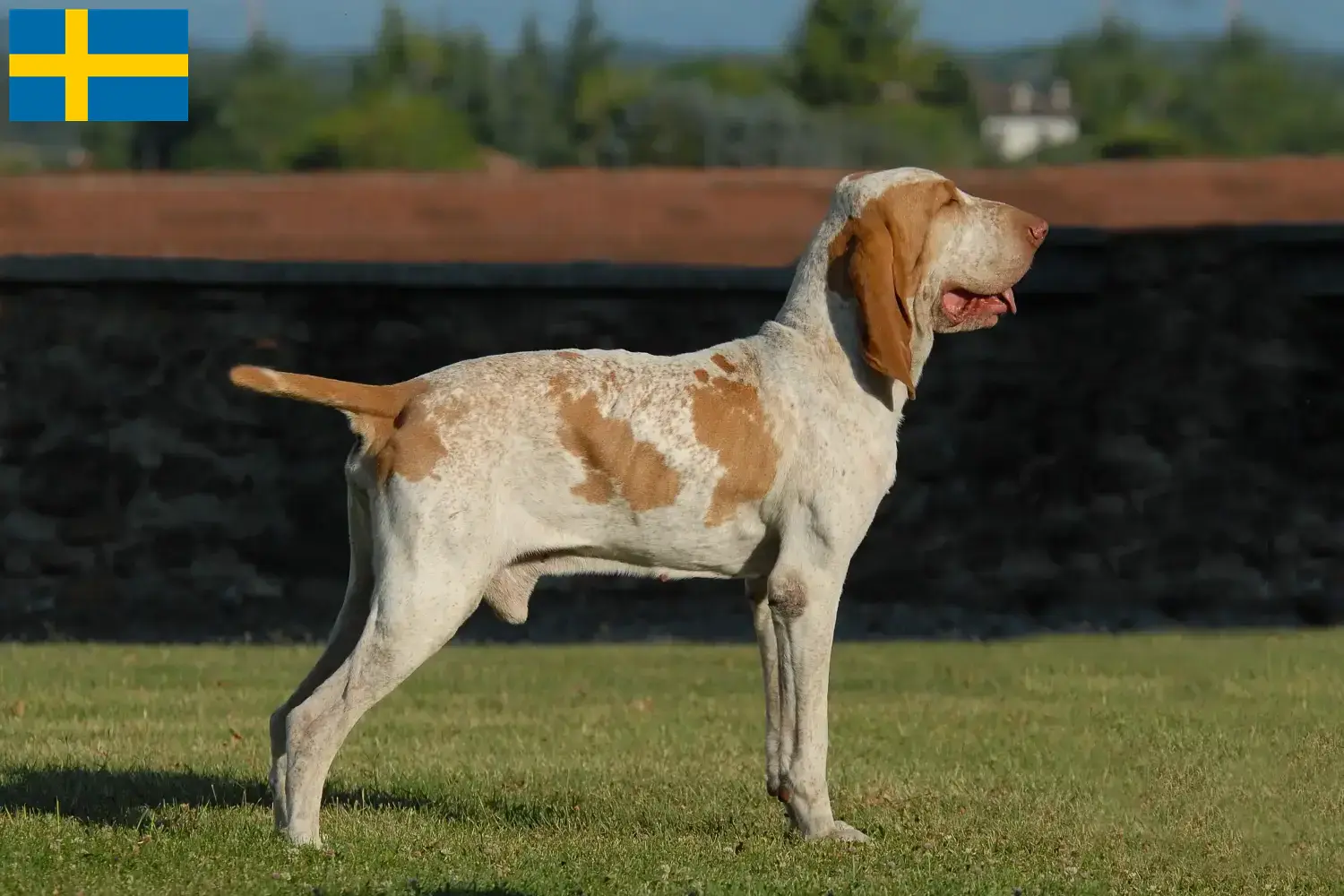 Read more about the article İsveç’te Bracco Italiano yetiştiricileri ve köpek yavruları