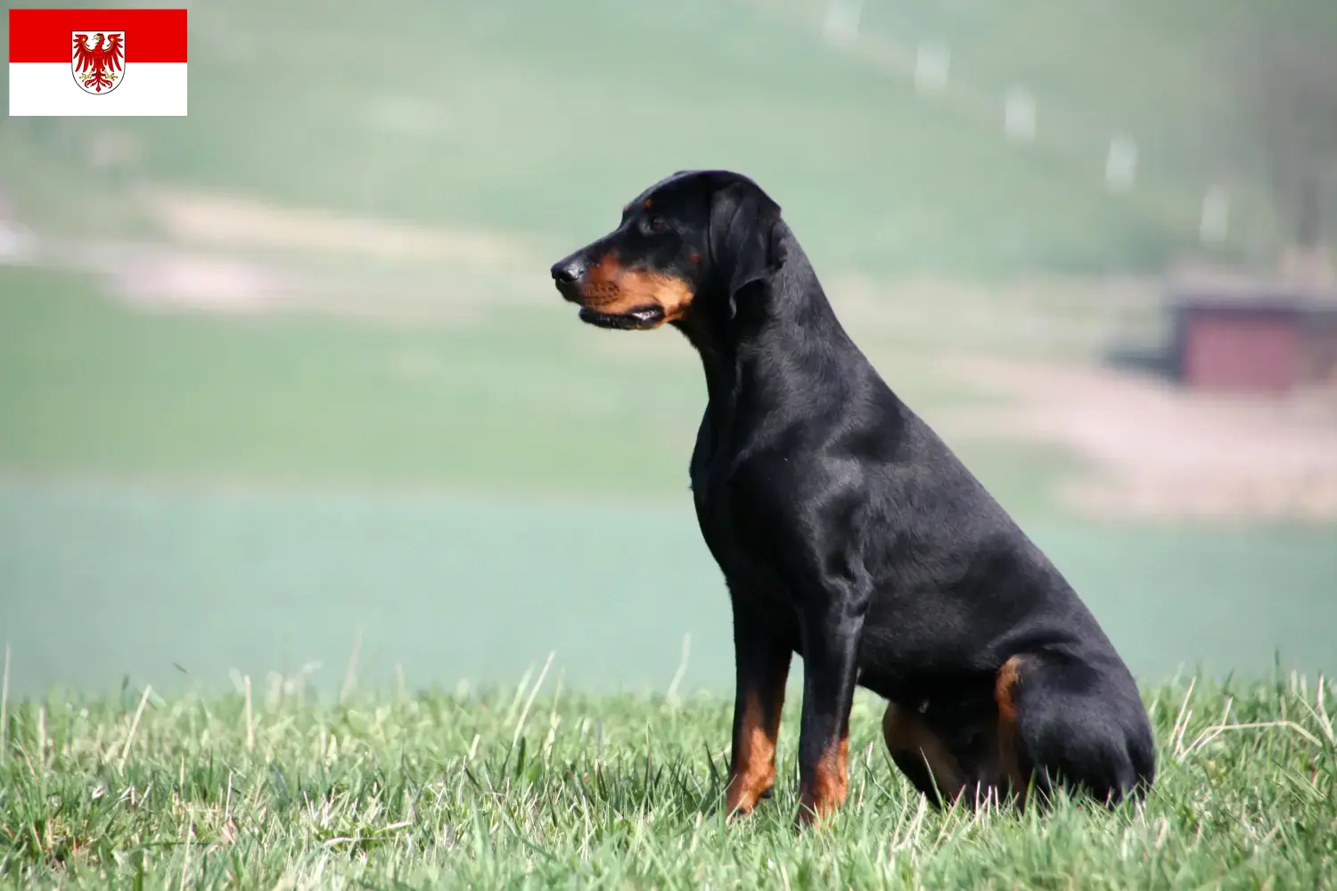 Read more about the article Brandenburg’da Brandlbracke yetiştiricileri ve köpek yavruları