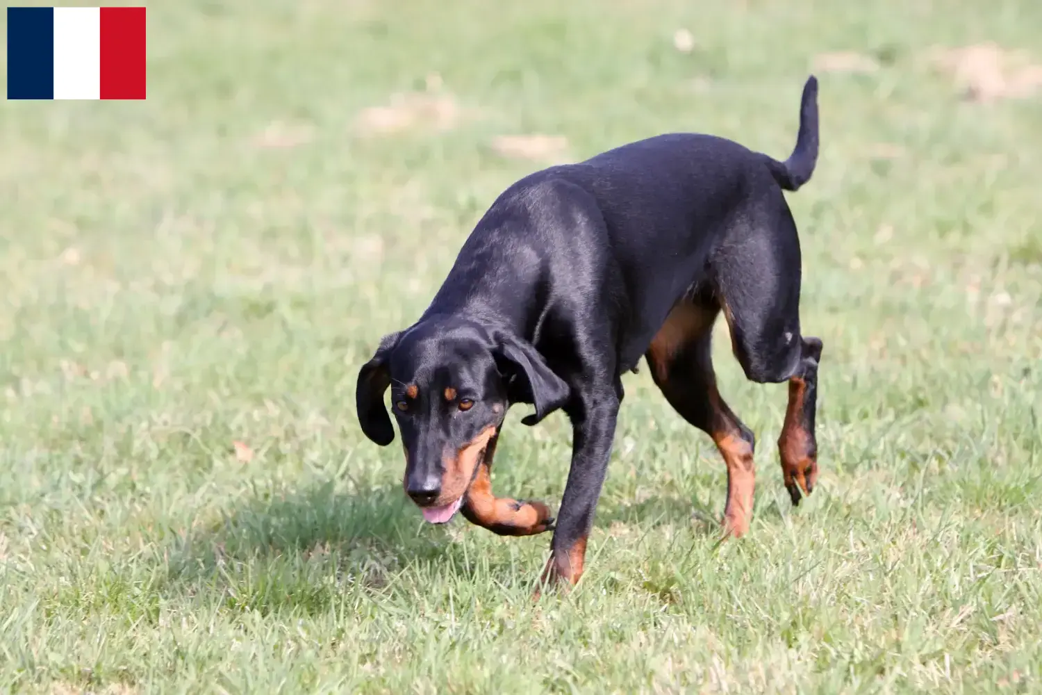 Brandlbracke yavru köpek ve yetiştiricileri Fransa Burada Fransa'daki Brandlbracken yetiştiricilerini bulabilirsiniz.