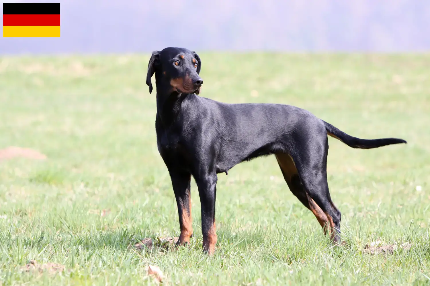 Read more about the article Almanya’da Brandlbracke yetiştiricileri ve köpek yavruları