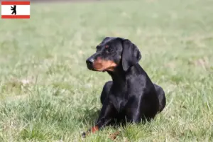 Read more about the article Berlin’de Brandlbracke yetiştiricileri ve köpek yavruları
