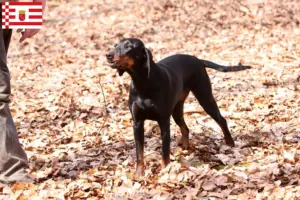 Read more about the article Bremen’de Brandlbracke yetiştiricileri ve köpek yavruları