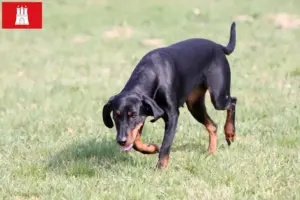 Read more about the article Hamburg’da Brandlbracke yetiştiricileri ve köpek yavruları