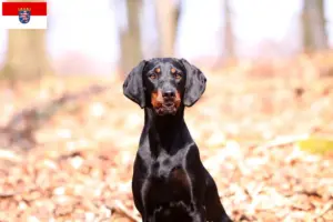 Read more about the article Hessen’de Brandlbracke yetiştiricileri ve köpek yavruları