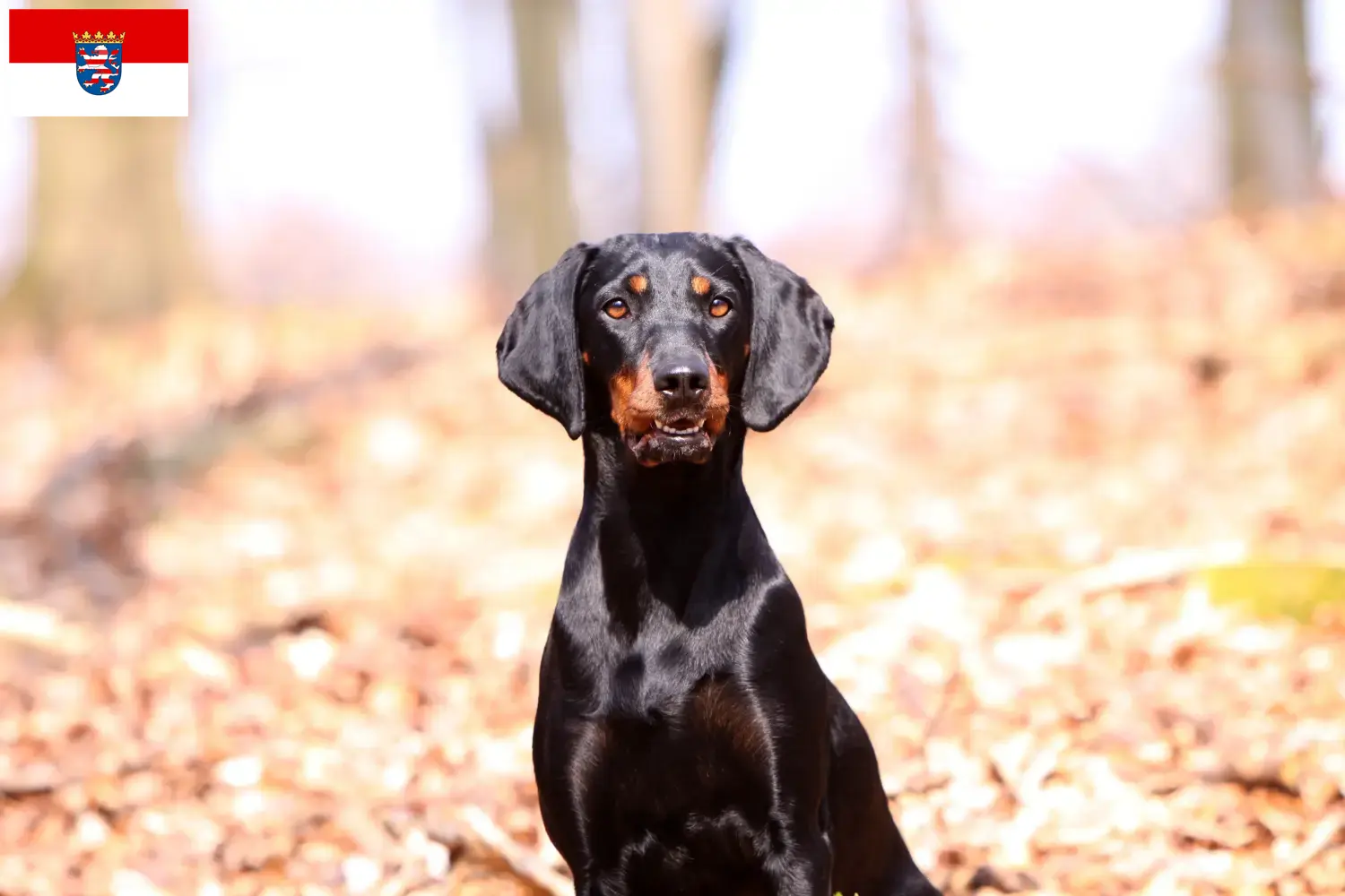 Brandlbracke yavru köpek ve yetiştiricileri Hessen Burada Hessen'deki Brandlbracken yetiştiricilerini bulabilirsiniz.