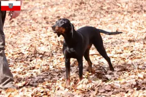 Read more about the article Thüringen’de Brandlbracke yetiştiricileri ve köpek yavruları