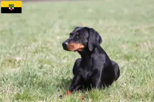 Read more about the article Saksonya-Anhalt’da Brandlbracke yetiştiricileri ve köpek yavruları