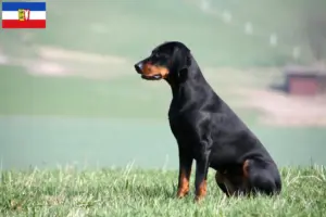 Read more about the article Schleswig-Holstein’da Brandlbracke yetiştiricileri ve köpek yavruları