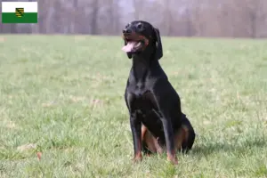 Read more about the article Saksonya’da Brandlbracke yetiştiricileri ve köpek yavruları