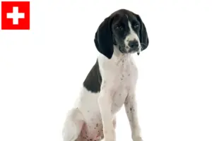Read more about the article İsviçre’deki Braque d’Auvergne yetiştiricileri ve köpek yavruları