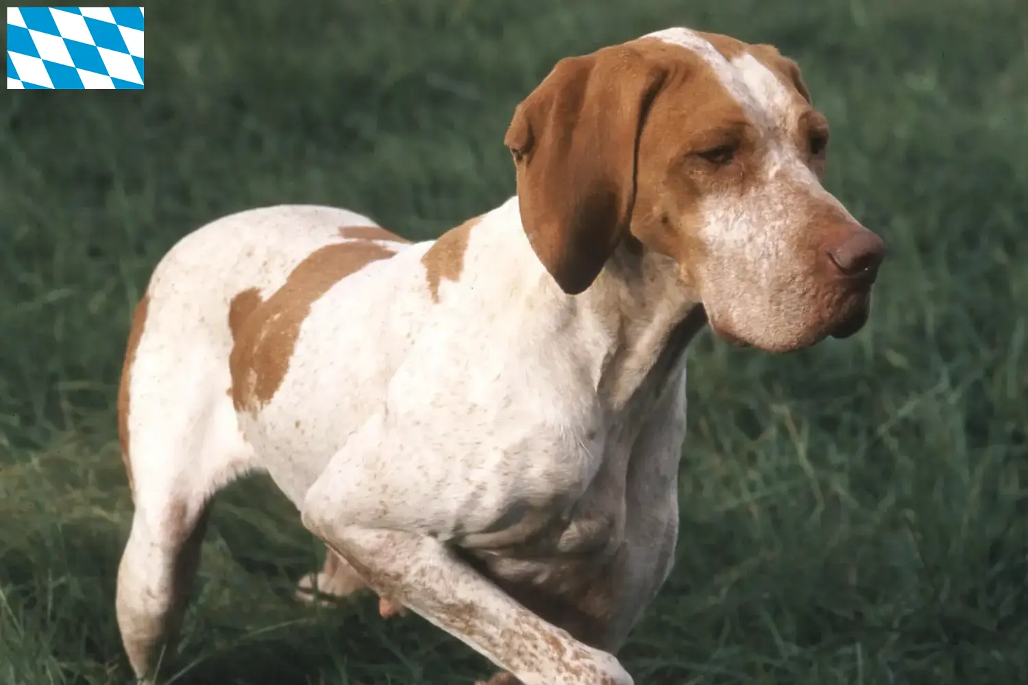 Read more about the article Bavyera’da Braque de l’Ariège yetiştiricileri ve köpek yavruları