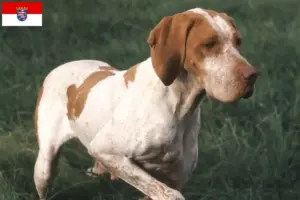 Read more about the article Hessen’de Braque de l’Ariège yetiştiricileri ve köpek yavruları