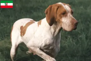 Read more about the article Kuzey Ren-Vestfalya’da Braque de l’Ariège yetiştiricileri ve köpek yavruları