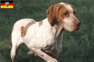 Read more about the article Saarland’da Braque de l’Ariège yetiştiricileri ve köpek yavruları