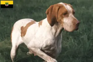 Read more about the article Saksonya-Anhalt’da Braque de l’Ariège yetiştiricileri ve köpek yavruları