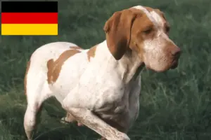 Read more about the article Almanya’daki Braque de l’Ariège yetiştiricileri ve köpek yavruları