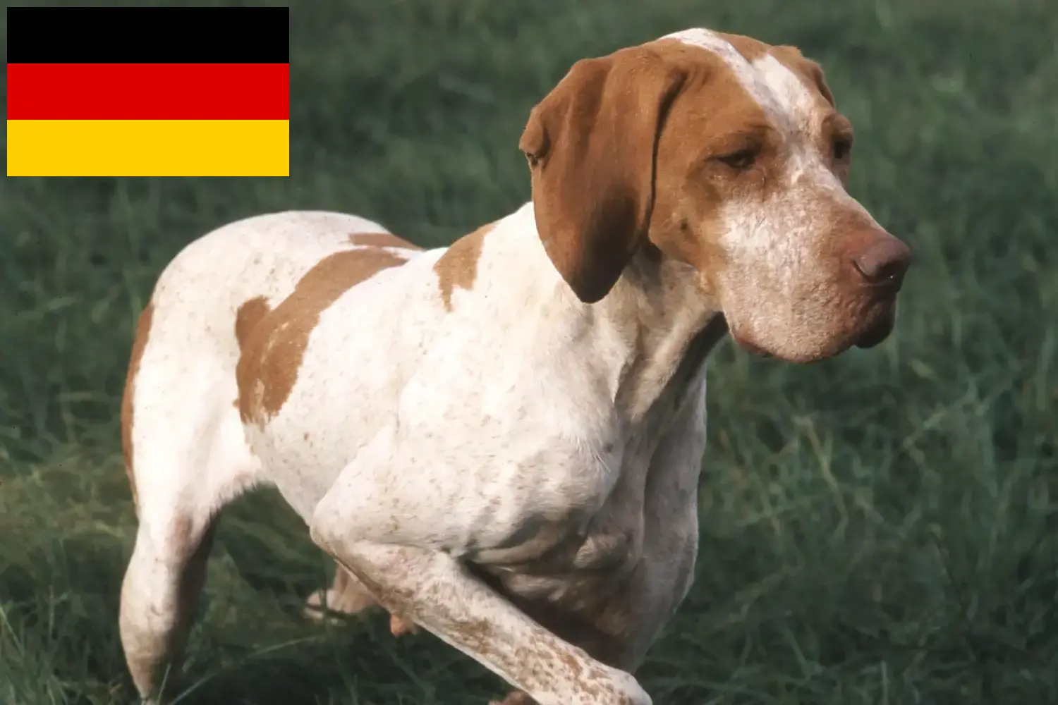 Read more about the article Almanya’daki Braque de l’Ariège yetiştiricileri ve köpek yavruları