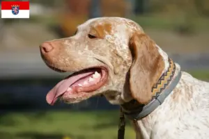 Read more about the article Hessen’de Braque du Bourbonnais yetiştiricileri ve köpek yavruları