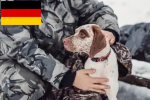 Read more about the article Almanya’da Braque du Bourbonnais yetiştiricileri ve köpek yavruları