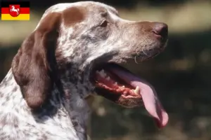Read more about the article Aşağı Saksonya’da Braque du Bourbonnais yetiştiricileri ve köpek yavruları